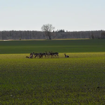 Frühstückspension Kirkely Vester Ulslev