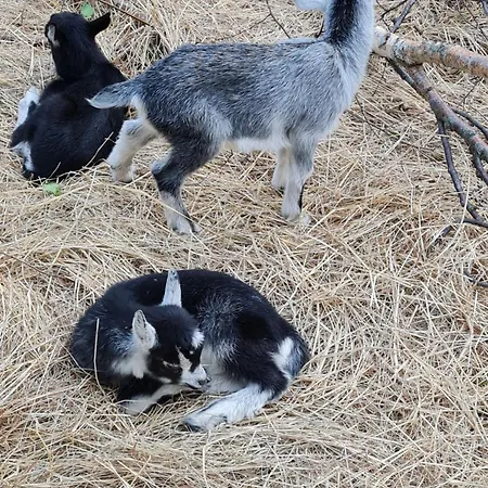 Kirkely Bed and Breakfast Vester Ulslev