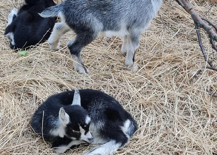 Kirkely Panzió Vester Ulslev